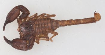 Media type: image; Invertebrate Zoology 46935